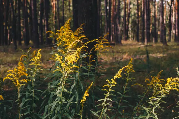 Solidago virgaurea plant in blossom growing in the pine forest