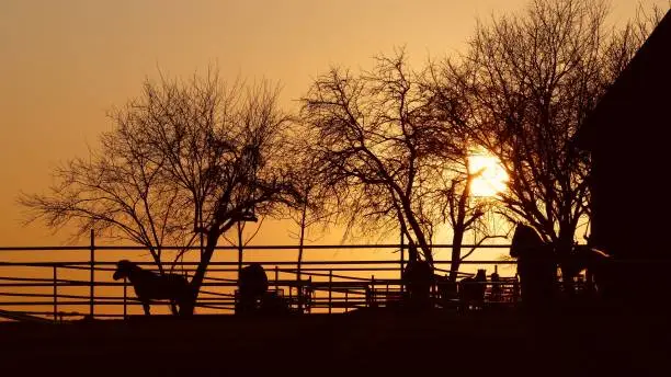 Photo of Paddock in evening atmosphere