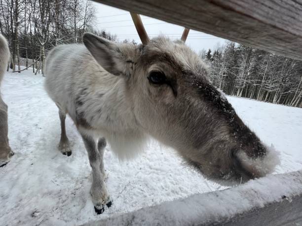 istock Reindeer of Lapland 1376667958
