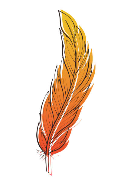 Bird feather vector illustration isolated on white. Design element for print Bird feather vector illustration isolated on white. Design element for graphic and print orange feather stock illustrations