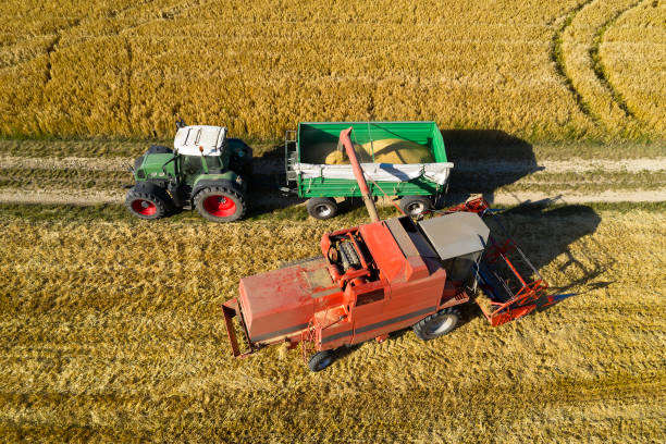 istock Combine Harvester Pouring Corn Grain Into Trailer 1376691321