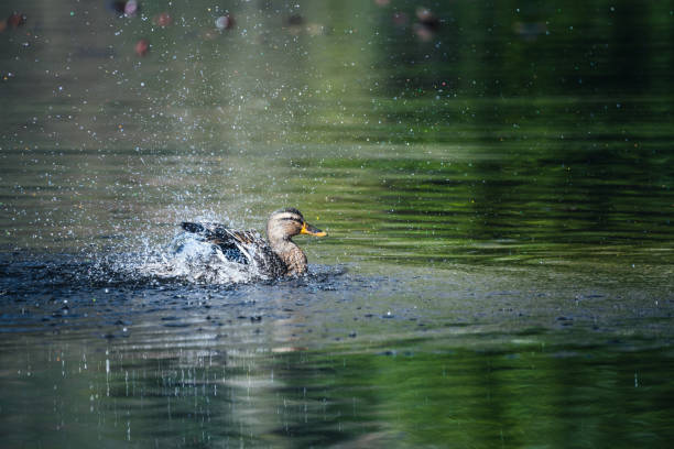 Wild duck in the lake