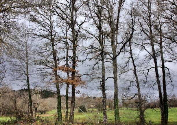 trees in the winter landscape