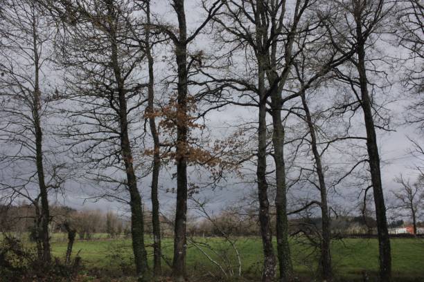 several trees in a landscape with plenty of clouds