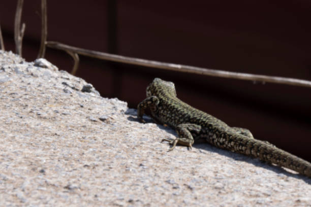istock A common wall lizard podarcis muralis basking in the sun. 1376718223