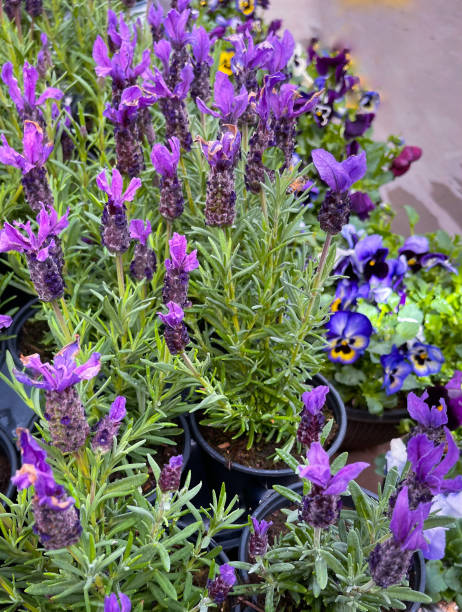istock Lavender and pansy’s in purple 1376728794