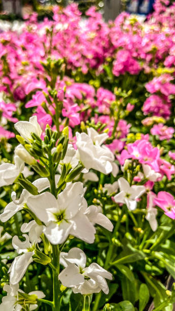 istock White and pink delphinium blossoms 1376729087