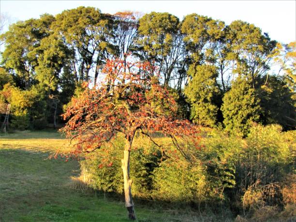 istock Japan. End of November. Landscape with persimmon tree. 1376732270