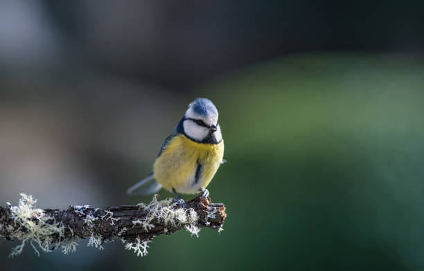 istock Bluetit on a branch in the garden 1376740633