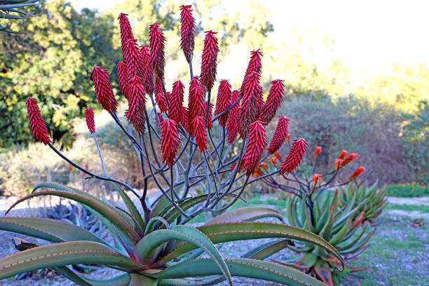 istock Aloe Flowers Blooming During Spring Part 1 1376767639
