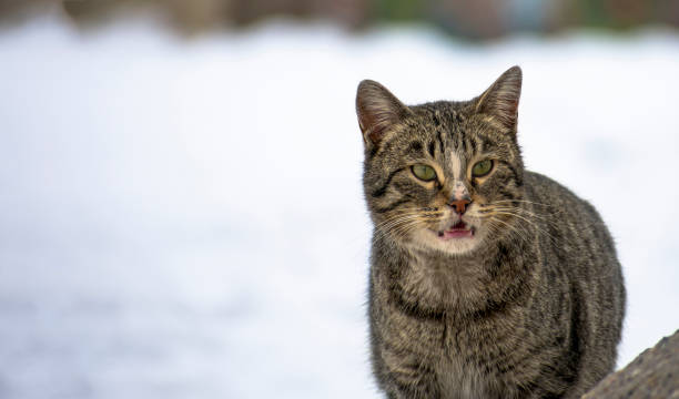 istock close-up stray cat with snow scene in background in winter 1376779660
