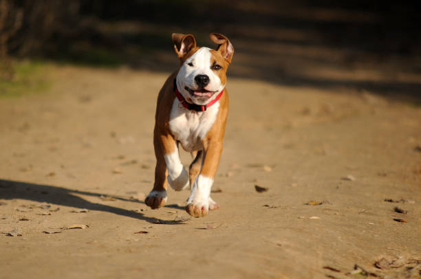 istock a beautiful pit bull puppy 1376789115