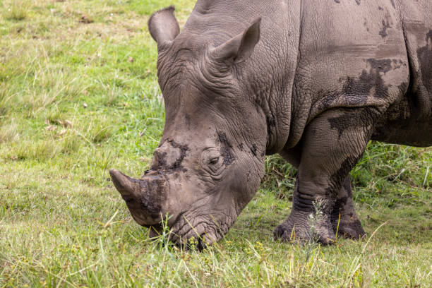 istock Southern White Rhinoceros 1376825795