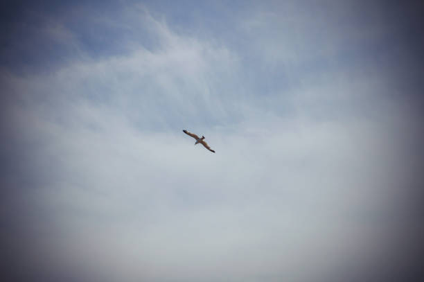 istock A bird flying in the sky, soaring in the clouds 1376825813