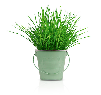Green grass in a green bucket, isolated on white background.