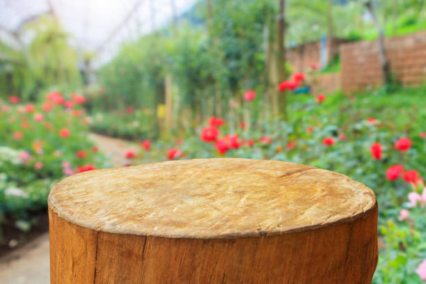 istock tree stump top with garden blurred background 1376831343