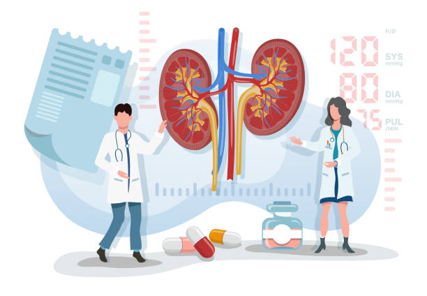 illustrazioni stock, clip art, cartoni animati e icone di tendenza di illustrazione vettoriale piatta due medici che spiegano il sistema urinario con rene - renal vein