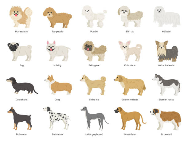 illustrationsset von vielen arten von hunden. - golden retriever retriever white background isolated stock-grafiken, -clipart, -cartoons und -symbole