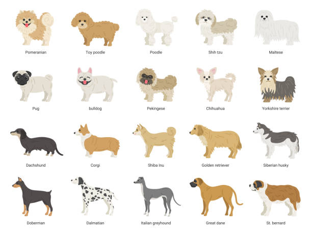 Illustration set of many kinds of dogs. Illustration set of many kinds of dogs. pomeranian stock illustrations