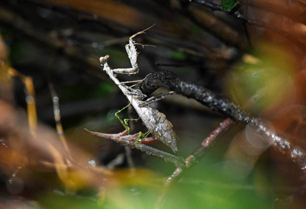 Praying Mantis Pair Mating stock photo