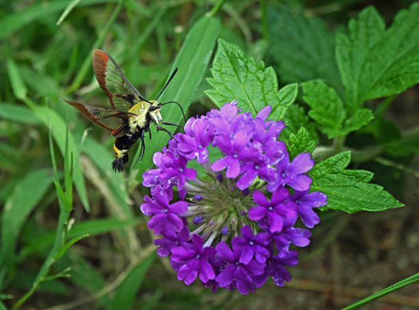 istock Snowberry Clearwing Hummingbird Moth Perched on Purple Verbena 1376922706