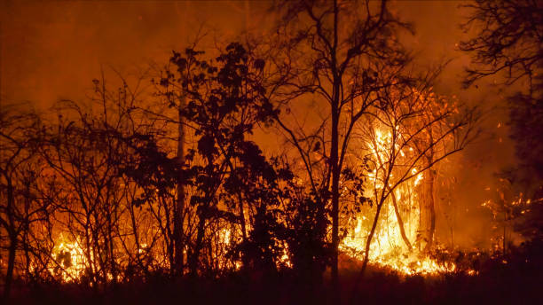 istock Wildfire disaster in tropical forest caused by human 1376962926
