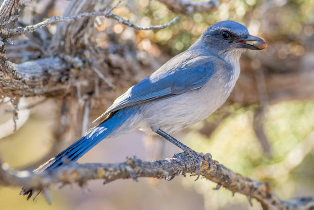 A woodhouse’s scrub Jay feeding on acorns A woodhouse’s scrub Jay, formerly known as a western scrub Jay, feeds on acorn nuts in Zion National park woodhouses stock pictures, royalty-free photos & images