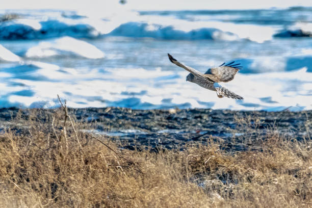 istock Northern Harrier in flight at snowy beach, Delta, BC, Canada 1377003644