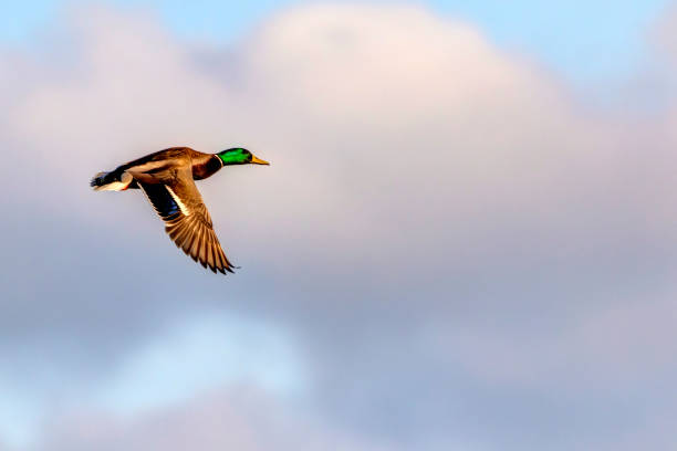 istock mallard duck flying above the lake 1377005285