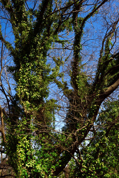 Close-up of Ivy growing up on the Winter tree.
