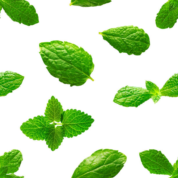 istock Seamless pattern of fresh mint leaves on white background 1377036823