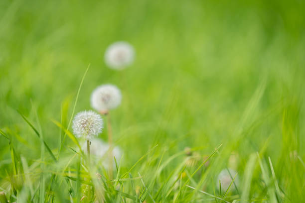 Delicate dandelion seed-head with bokeh two more leading away in lush green grass background.
