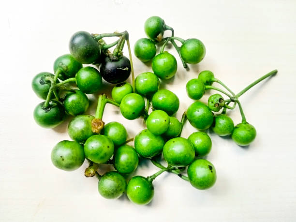Solanum nigrum green solanum nigrum fruit on a white background solanum nigrum stock pictures, royalty-free photos & images