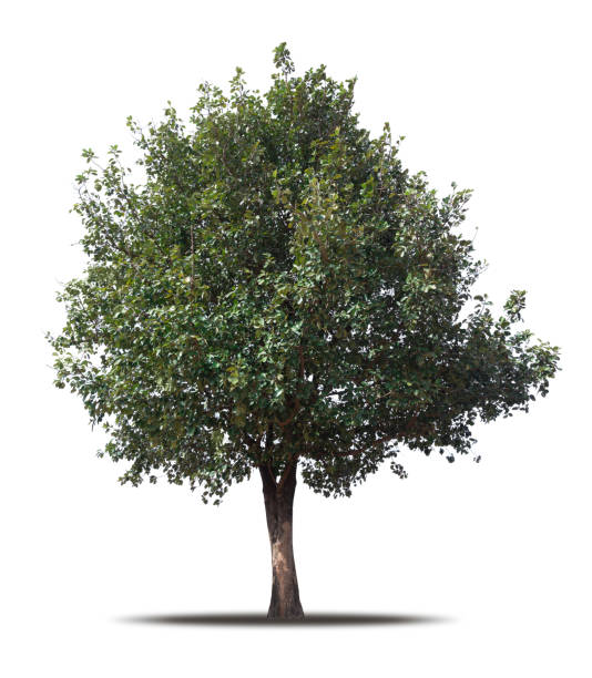 istock Tree isolated on white background realistic with shadow in high quality clipping mask, tropical tree used for advertising design and graphic decoration 1377050255