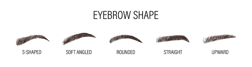 Brows Variations Female Eyebrows Various Forms And Types Arch Brows Shapes Linear Vector ...