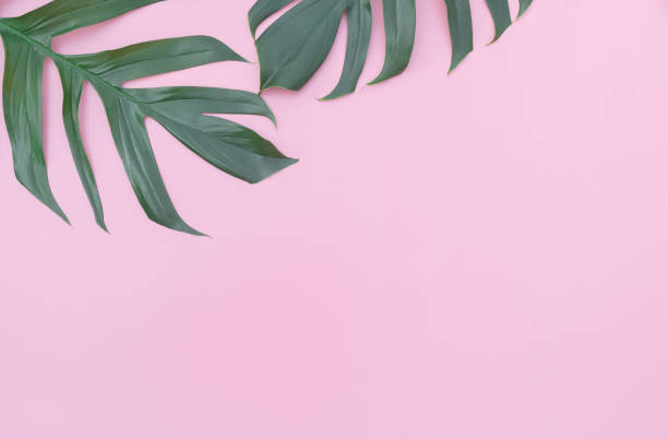 istock Monstera leaves is placed on a pink backdrop with part of the leaf layout and copy space. 1377055234