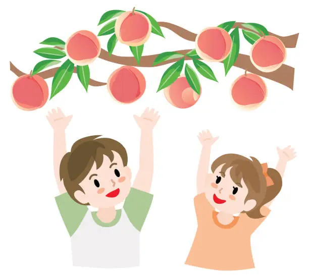 Vector illustration of Children doing peach picking.