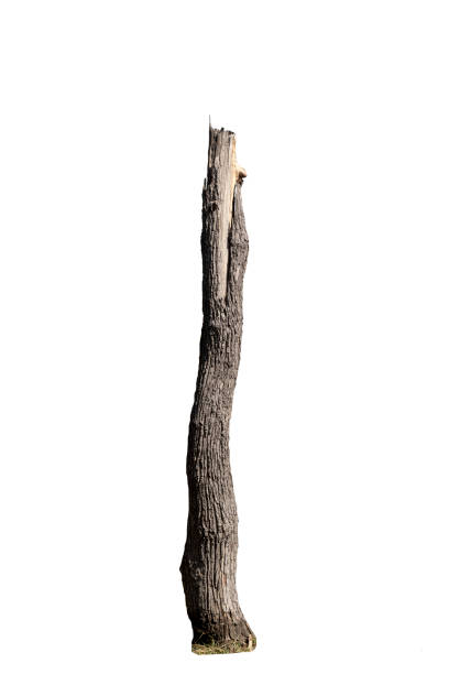 흰색 배경에 고립 된 죽어가는 나무 - 나무줄기 뉴스 사진 이미지