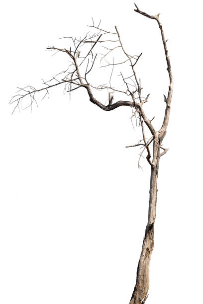 istock dead trees, dry trees in Thailand isolated on a white background 1377070908