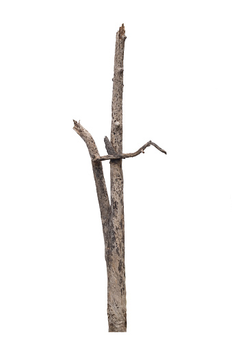 Dying trees isolated on a white background