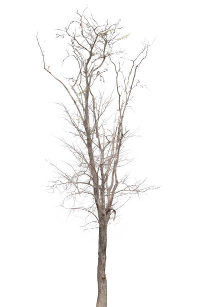 istock dead trees, dry trees in Thailand isolated on a white background 1377077269