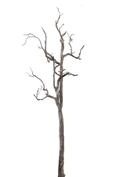 istock dead trees, dry trees in Thailand isolated on a white background 1377077278
