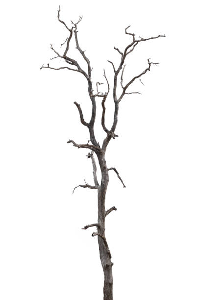 istock dead trees, dry trees in Thailand isolated on a white background 1377077780