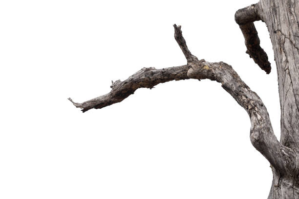 istock dry branches, dry branches, isolated on white background 1377078315
