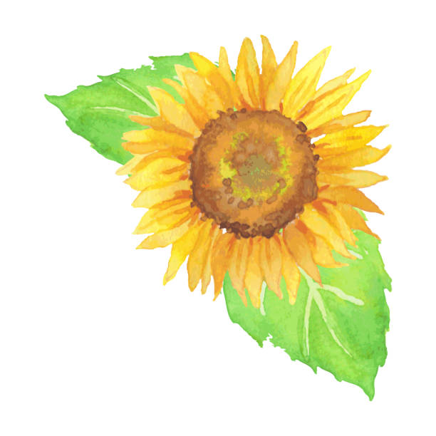 ilustrações, clipart, desenhos animados e ícones de pintura manual aquarela um ponto ilustração de girassol - sunflower side view yellow flower