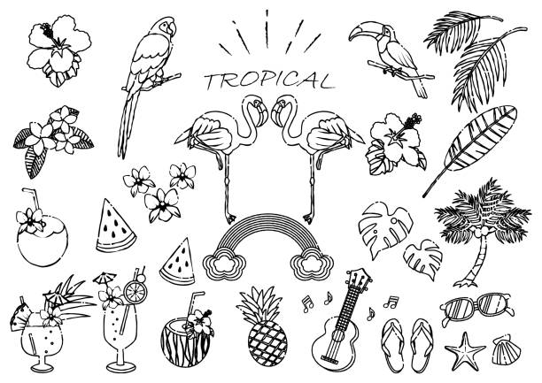 Tropical Illustration Set Line Drawing Tropical Illustration Set Line Drawing rainbow toucan stock illustrations