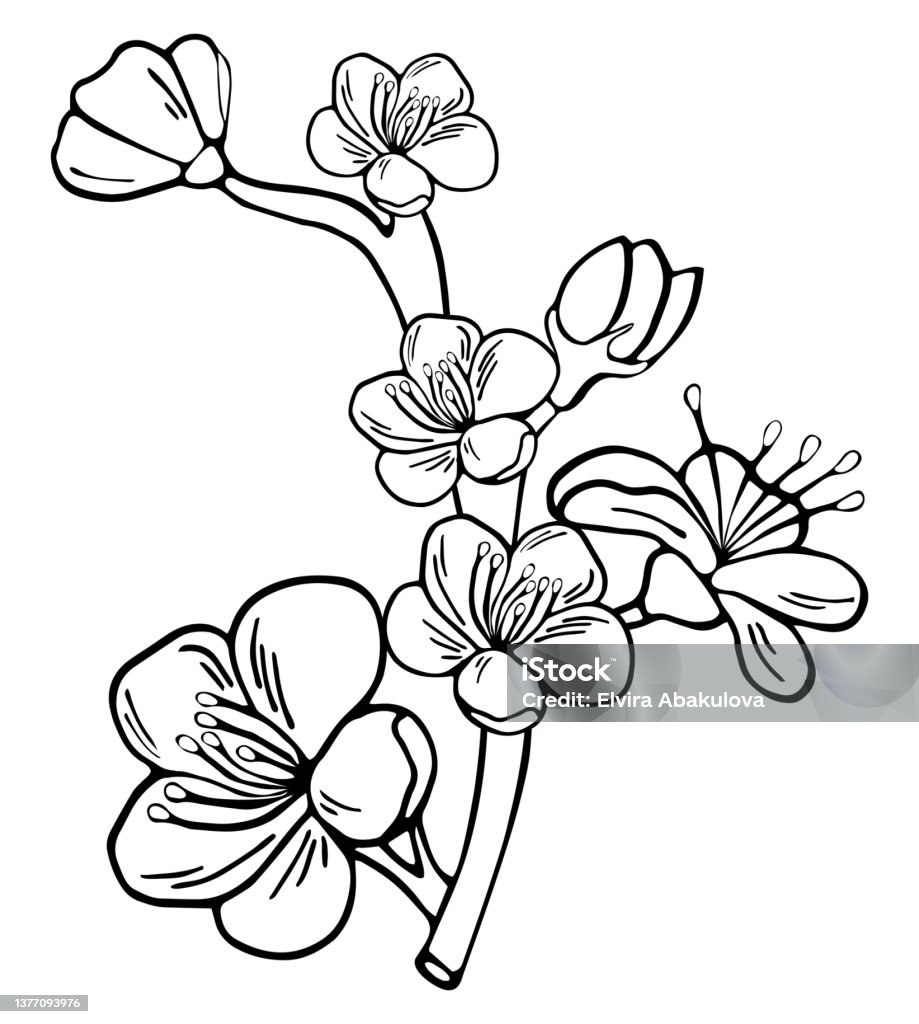 Ilustración de Garabato Botánico Dibujado A Mano De Manzana Sakura Cerezo Y  Flor De Ciruelo y más Vectores Libres de Derechos de Abeja - iStock