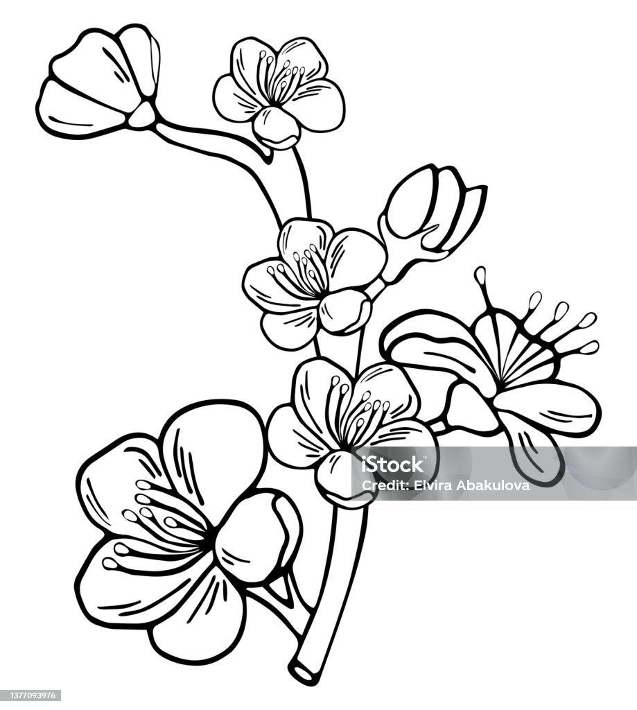 Ilustración de Garabato Botánico Dibujado A Mano De Manzana Sakura Cerezo Y Flor De Ciruelo y más Vectores Libres de Derechos de Abeja - iStock Ilustración de Garabato Botánico Dibujado A Mano De Manzana Sakura Cerezo Y Flor De Ciruelo y más Vectores Libres de Derechos de Abeja - iStock