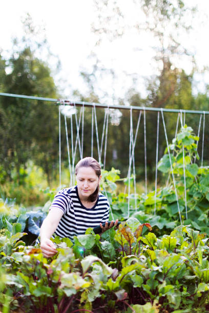 istock Young woman working in greenhouse with digital tablet 1377103686