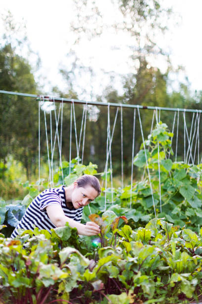 istock Young woman working in greenhouse with digital tablet 1377103691
